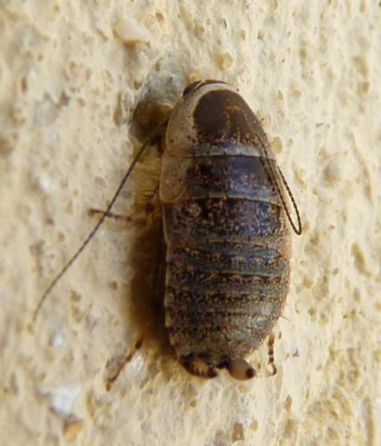Réf. 340 297 : Phyllodromica subaptera
